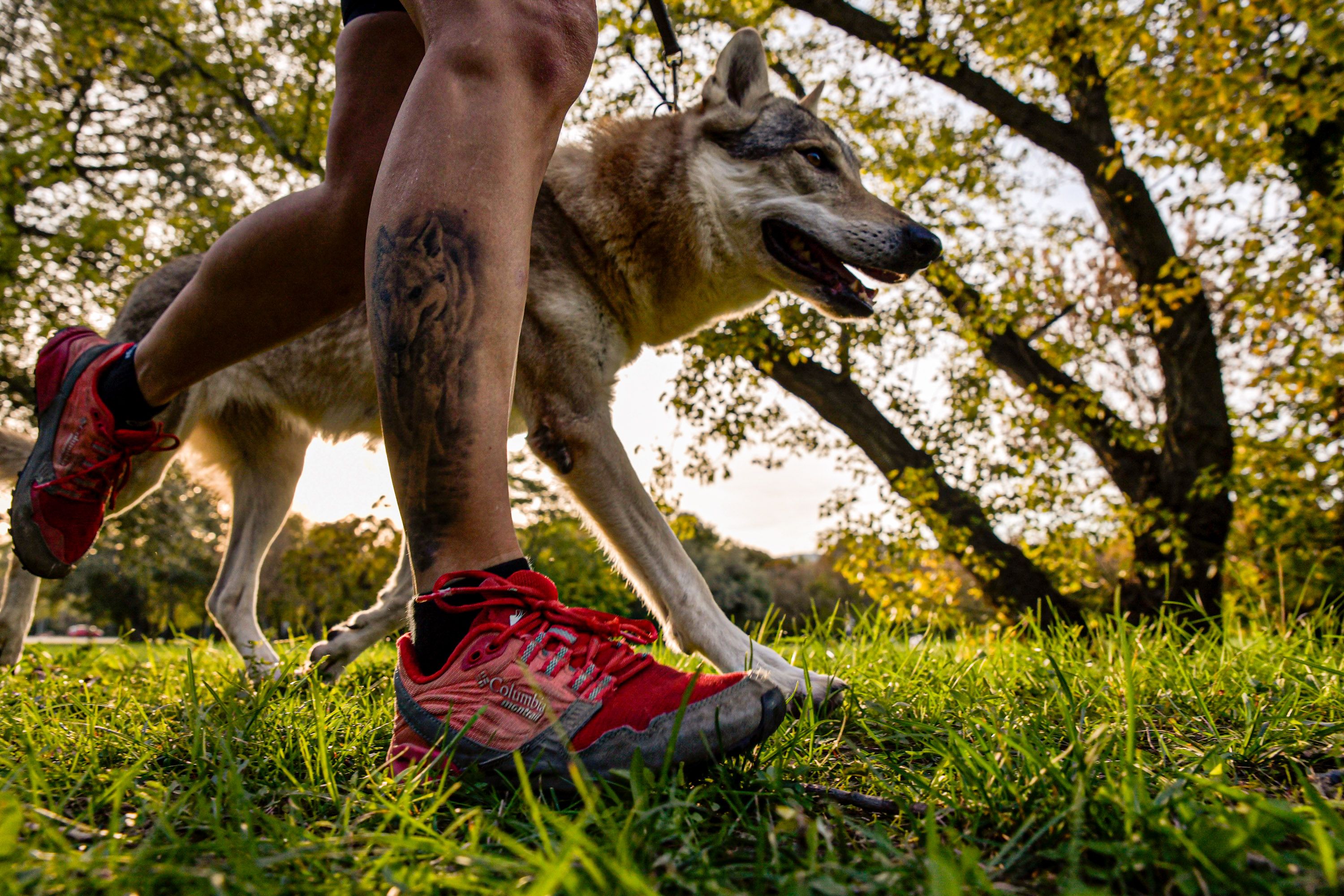 Runner with dog on Óbudai Island (Hajógyári Island), Budapest