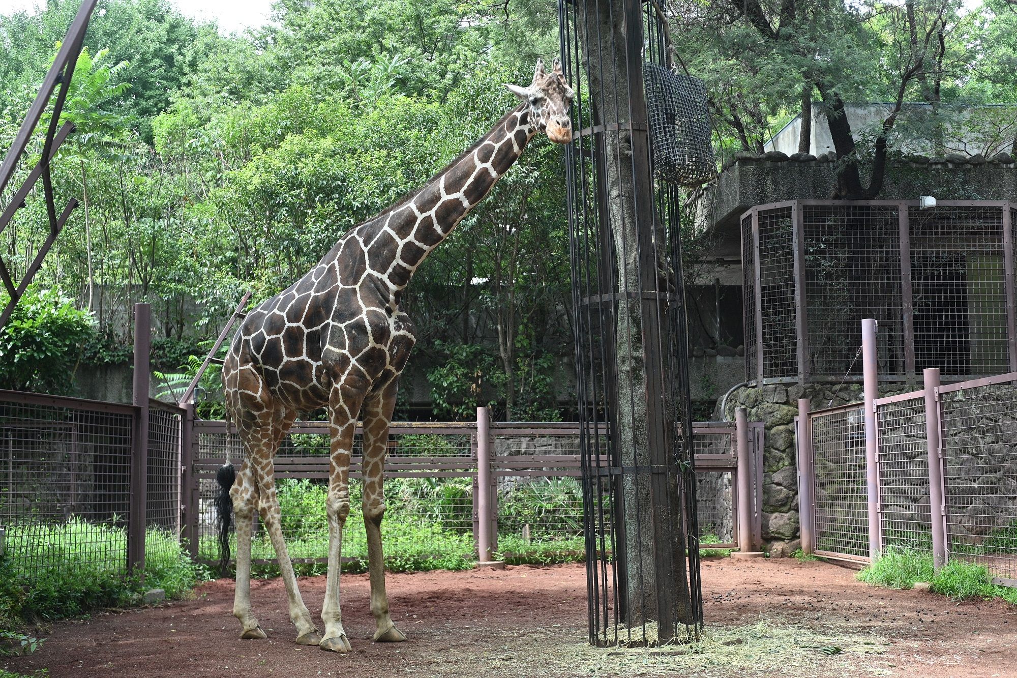 Ueno Zoo 